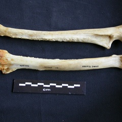 Radio y ulna (10280 visitas) Crocuta crocuta - Adulto - Elementos derechosColección : Departamento d'Osteología del Museo Nacio... Radio y ulna