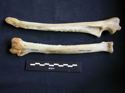 Radio y ulna (10228 visitas) Crocuta crocuta - Adulto - Elementos derechosColección : Departamento d'Osteología del Museo Nacio... Radio y ulna