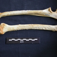 Radio y ulna (10274 visitas) Crocuta crocuta - Adulto - Elementos derechosColección : Departamento d'Osteología del Museo Nacio... Radio y ulna