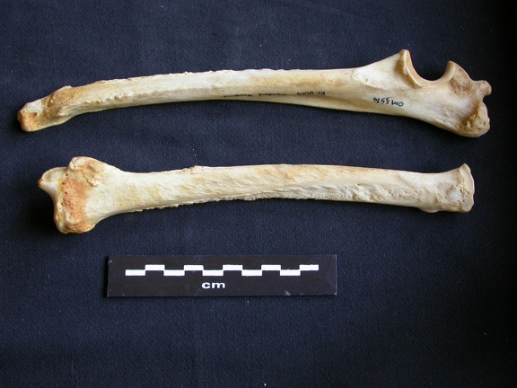 Radius et ulna (10256 visites) Crocuta crocuta - Adulte - Éléments droitsCollection : Département d'Ostéologie du Musée Nation... Radius et ulna