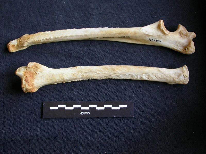 Radio y ulna (10196 visitas) Crocuta crocuta - Adulto - Elementos derechosColección : Departamento d'Osteología del Museo Nacio... Radio y ulna