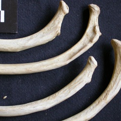 Costillas : parte proximal (8711 visitas) Crocuta crocuta - AdultoColección : Departamento d'Osteología del Museo Nacional de Kenia, Nairobi... Costillas : parte proximal