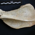 Scapula : vue latérale (8242 visites) Crocuta crocuta - Adulte - Élément droitCollection : Département d'Ostéologie du Musée National... Scapula : vue latérale