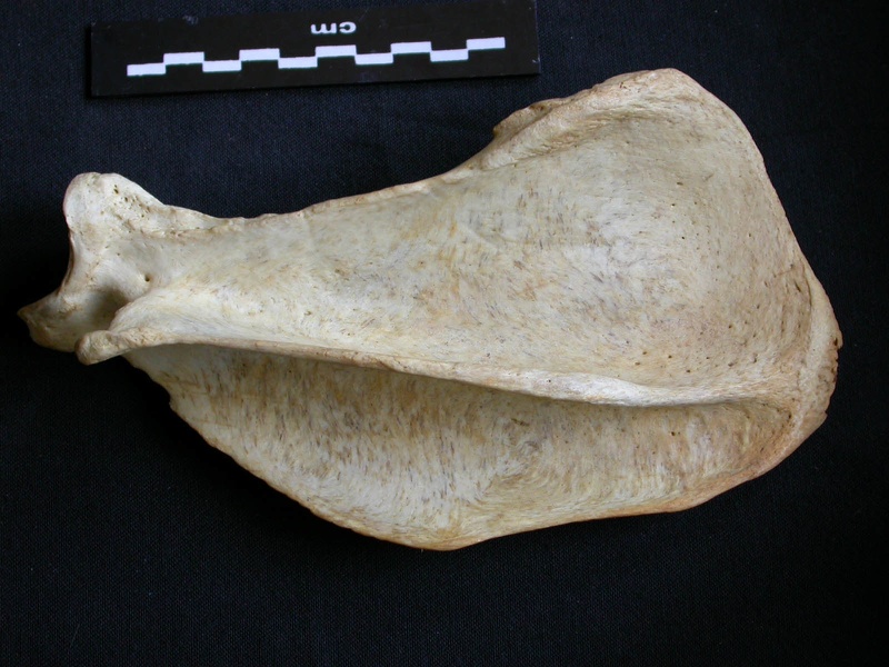 Scapula : vue latérale (8220 visites) Crocuta crocuta - Adulte - Élément droitCollection : Département d'Ostéologie du Musée National... Scapula : vue latérale