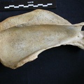Scapula : vue latérale (8530 visites) Crocuta crocuta - Adulte - Élément droitCollection : Département d'Ostéologie du Musée National... Scapula : vue latérale
