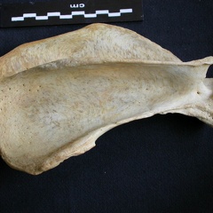 Scapula : vue latérale (8458 visites) Crocuta crocuta - Adulte - Élément droitCollection : Département d'Ostéologie du Musée National... Scapula : vue latérale