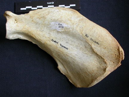 Scapula : vue médiale (8293 visites) Crocuta crocuta - Adulte - Élément droitCollection : Département d'Ostéologie du Musée National... Scapula : vue médiale