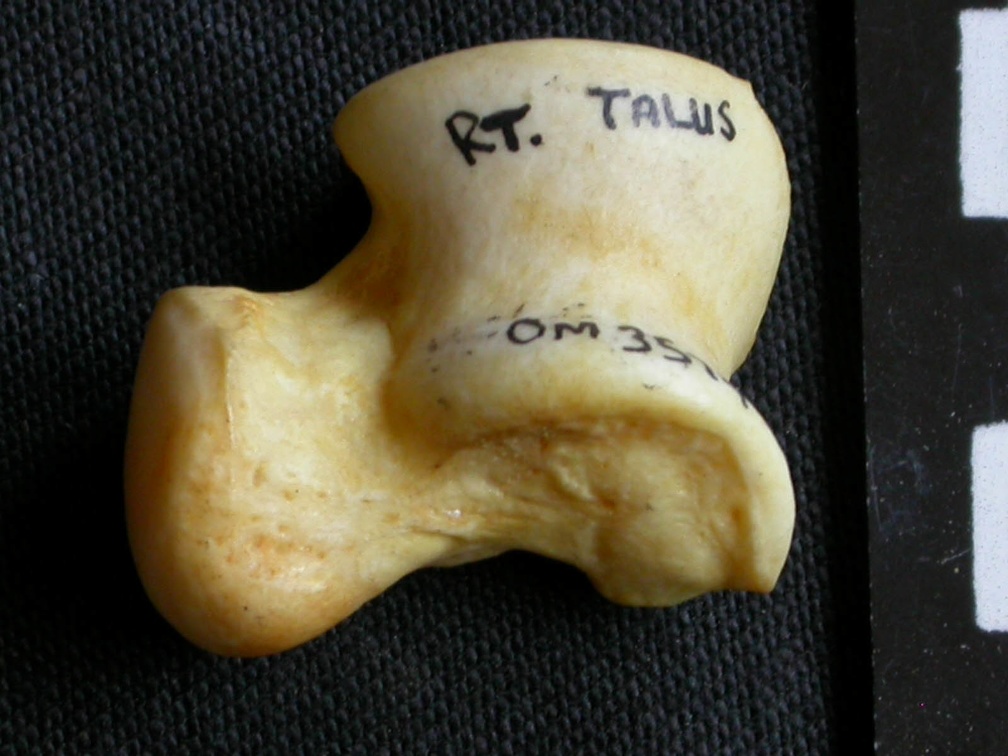 Talus (10884 visites) Crocuta crocuta - Adulte - Élément droitCollection : Département d'Ostéologie du Musée National... Talus