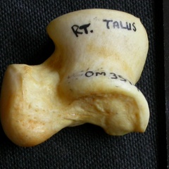 Talus (10918 visites) Crocuta crocuta - Adulte - Élément droitCollection : Département d'Ostéologie du Musée National... Talus