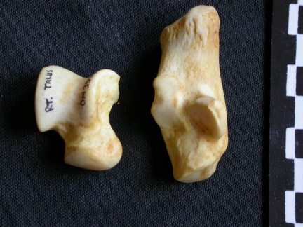 Talus et calcanéus (11815 visites) Crocuta crocuta - Adulte - Éléments droitsCollection : Département d'Ostéologie du Musée Nation... Talus et calcanéus