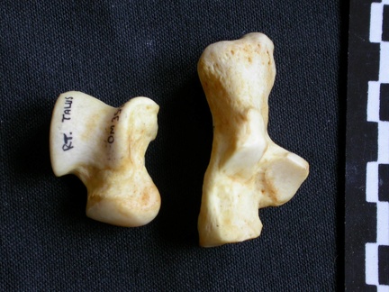 Talus et calcanéus (11788 visites) Crocuta crocuta - Adulte - Éléments droitsCollection : Département d'Ostéologie du Musée Nation... Talus et calcanéus