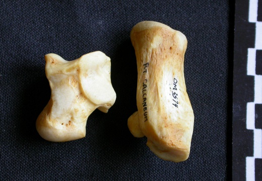 Talus and calcaneus