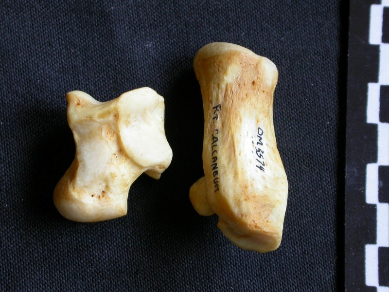 Talus and calcaneus (12355 visits) Crocuta crocuta - Adult - Right elementsCollection: Department d'Osteology of National Museum of Ken... Talus and calcaneus
