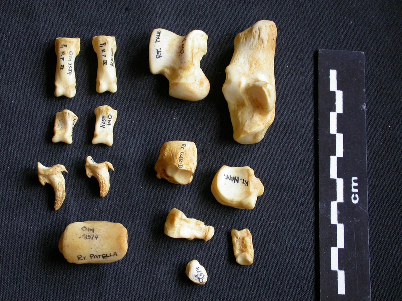 Tarse et phalanges (99983 visites) Crocuta crocuta - Adulte - Éléments droitsCollection : Département d'Ostéologie du Musée Nation... Tarse et phalanges