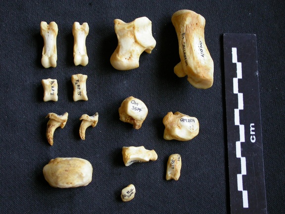 Tarse et phalanges (98861 visites) Crocuta crocuta - Adulte - Éléments droitsCollection : Département d'Ostéologie du Musée Nation... Tarse et phalanges