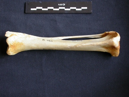 Tibia and fibula (10620 visits) Crocuta crocuta - Adult - Right elementsCollection: Department d'Osteology of National Museum of Ken... Tibia and fibula