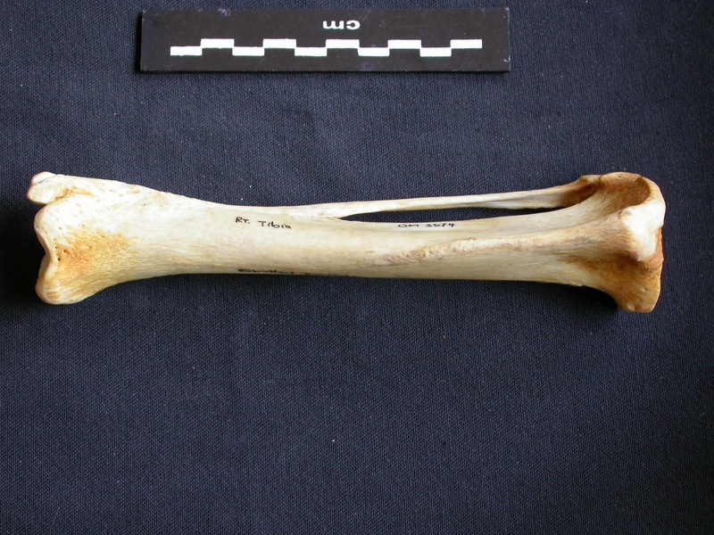 Tibia et fibula (10631 visites) Crocuta crocuta - Adulte - Éléments droitsCollection : Département d'Ostéologie du Musée Nation... Tibia et fibula