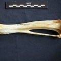 Tibia et fibula (10018 visites) Crocuta crocuta - Adulte - Éléments droitsCollection : Département d'Ostéologie du Musée Nation... Tibia et fibula