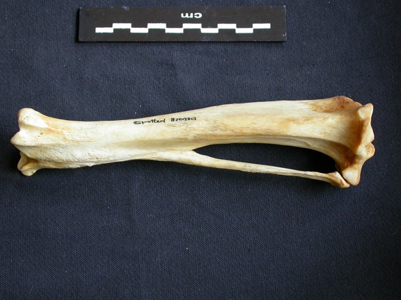 Tibia et fibula (10316 visites) Crocuta crocuta - Adulte - Éléments droitsCollection : Département d'Ostéologie du Musée Nation... Tibia et fibula