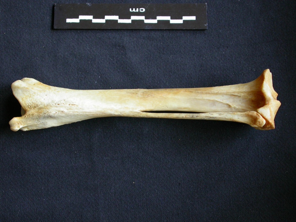 Tibia et fibula (10785 visites) Crocuta crocuta - Adulte - Éléments droitsCollection : Département d'Ostéologie du Musée Nation... Tibia et fibula