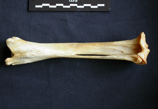 Tibia et fibula (10749 visites) Crocuta crocuta - Adulte - Éléments droitsCollection : Département d'Ostéologie du Musée Nation... Tibia et fibula