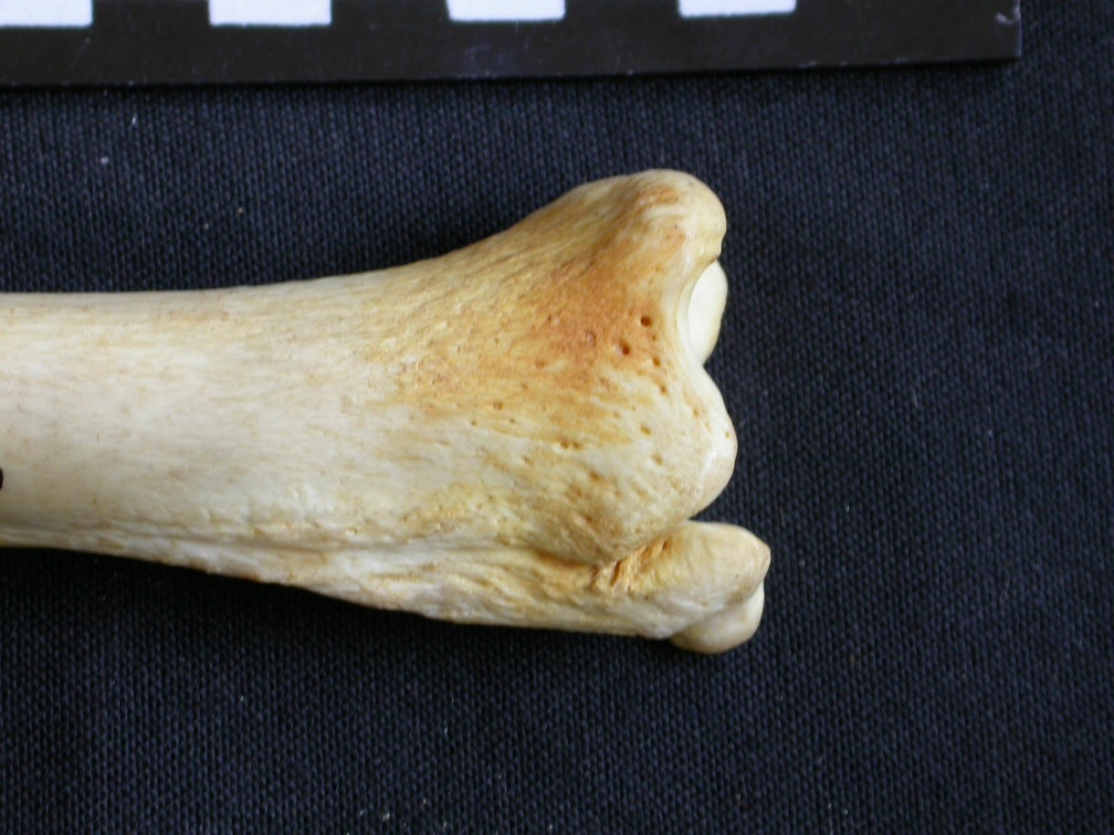 Tibia et fibula : partie distale (12393 visites) Crocuta crocuta - Adulte - Éléments droitsCollection : Département d'Ostéologie du Musée Nation... Tibia et fibula : partie distale