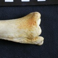 Tibia et fibula : partie distale (12393 visites) Crocuta crocuta - Adulte - Éléments droitsCollection : Département d'Ostéologie du Musée Nation... Tibia et fibula : partie distale