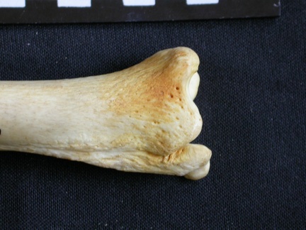 Tibia and fibula: distal part (12335 visits) Crocuta crocuta - Adult - Right elementsCollection: Department d'Osteology of National Museum of Ken... Tibia and fibula: distal part