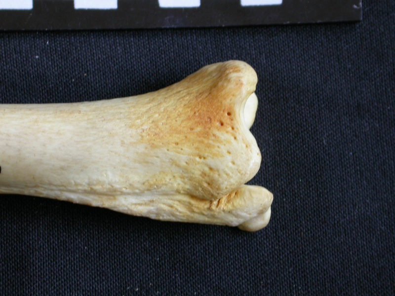 Tibia et fibula : partie distale (12324 visites) Crocuta crocuta - Adulte - Éléments droitsCollection : Département d'Ostéologie du Musée Nation... Tibia et fibula : partie distale