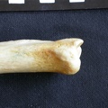 Tibia et fibula : partie distale (11935 visites) Crocuta crocuta - Adulte - Élément droitCollection : Département d'Ostéologie du Musée National... Tibia et fibula : partie distale