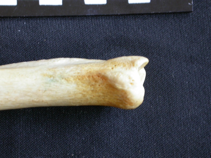 Tibia et fibula : partie distale (11870 visites) Crocuta crocuta - Adulte - Élément droitCollection : Département d'Ostéologie du Musée National... Tibia et fibula : partie distale