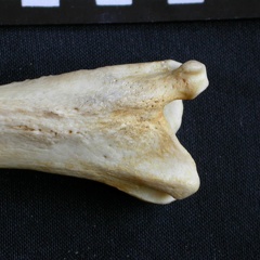 Tibia et fibula : partie distale (11906 visites) Crocuta crocuta - Adulte - Éléments droitsCollection : Département d'Ostéologie du Musée Nation... Tibia et fibula : partie distale