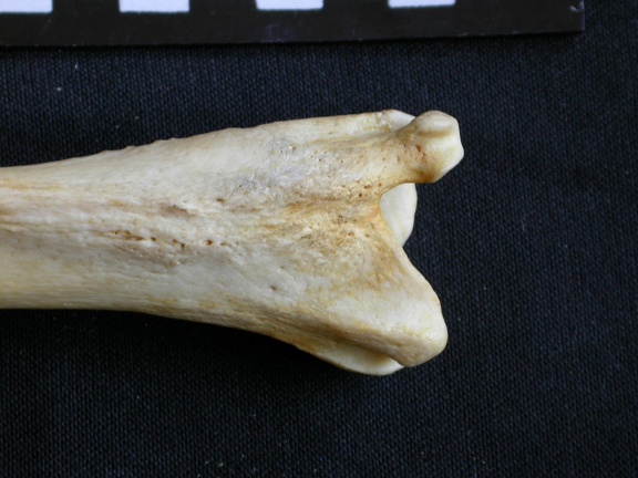 Tibia and fibula: distal part (11891 visits) Crocuta crocuta - Adult - Right elementsCollection: Department d'Osteology of National Museum of Ken... Tibia and fibula: distal part