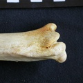 Tibia et fibula : partie distale (12311 visites) Crocuta crocuta - Adulte - Éléments droitsCollection : Département d'Ostéologie du Musée Nation... Tibia et fibula : partie distale