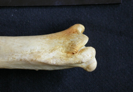 Tibia et fibula : partie distale (12201 visites) Crocuta crocuta - Adulte - Éléments droitsCollection : Département d'Ostéologie du Musée Nation... Tibia et fibula : partie distale