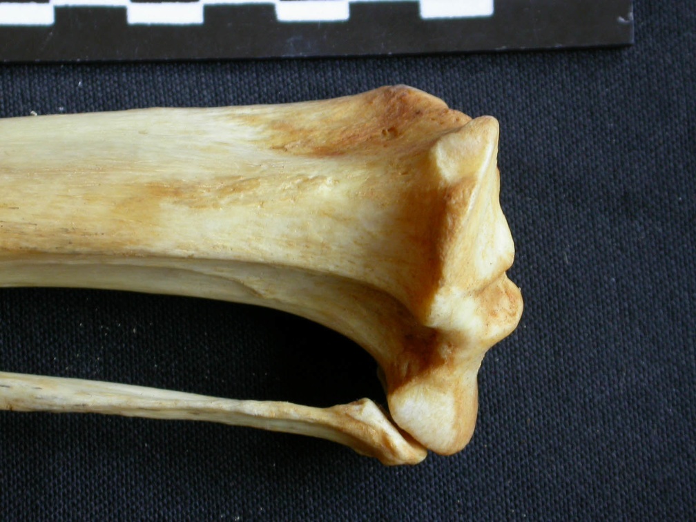 Tibia et fibula : partie proximale (12088 visites) Crocuta crocuta - Adulte - Éléments droitsCollection : Département d'Ostéologie du Musée Nation... Tibia et fibula : partie proximale