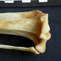 Tibia et fibula : partie proximale (12093 visites) Crocuta crocuta - Adulte - Éléments droitsCollection : Département d'Ostéologie du Musée Nation... Tibia et fibula : partie proximale