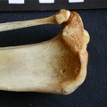 Tibia et fibula : partie proximale (12121 visites) Crocuta crocuta - Adulte - Éléments droitsCollection : Département d'Ostéologie du Musée Nation... Tibia et fibula : partie proximale