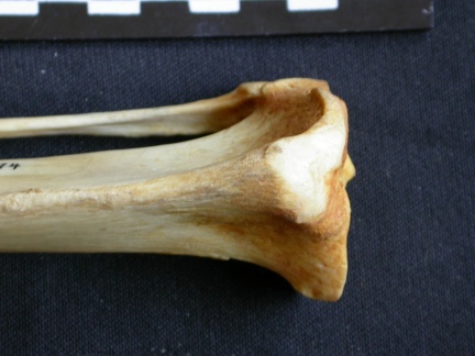 Tibia and fibula: proximale part (11618 visits) Crocuta crocuta - Adult - Right elementsCollection: Department d'Osteology of National Museum of Ken... Tibia and fibula: proximale part