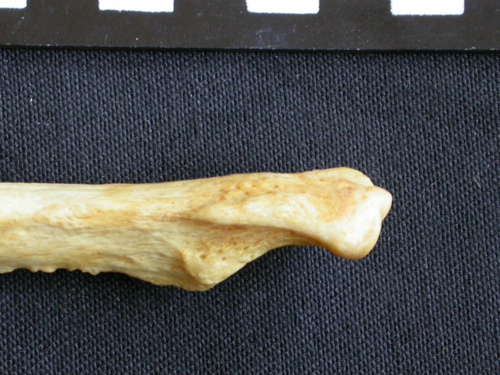 Ulna : partie distale (9424 visites) Crocuta crocuta - Adulte - Élément droitCollection : Département d'Ostéologie du Musée National... Ulna : partie distale