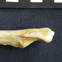 Ulna : partie distale (9445 visites) Crocuta crocuta - Adulte - Élément droitCollection : Département d'Ostéologie du Musée National... Ulna : partie distale