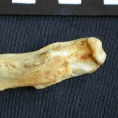 Ulna : partie distale (9870 visites) Crocuta crocuta - Adulte - Élément droitCollection : Département d'Ostéologie du Musée National... Ulna : partie distale