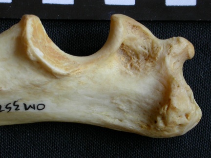Ulna: proximale part (10002 visits) Crocuta crocuta - Adult - Right elementCollection: Department d'Osteology of National Museum of Keny... Ulna: proximale part