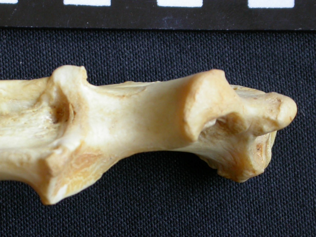 Ulna : partie proximale (10424 visites) Crocuta crocuta - Adulte - Élément droitCollection : Département d'Ostéologie du Musée National... Ulna : partie proximale