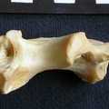 Ulna : partie proximale (10511 visites) Crocuta crocuta - Adulte - Élément droitCollection : Département d'Ostéologie du Musée National... Ulna : partie proximale