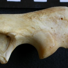 Ulna: proximale part (10588 visits) Crocuta crocuta - Adult - Right elementCollection: Department d'Osteology of National Museum of Keny... Ulna: proximale part