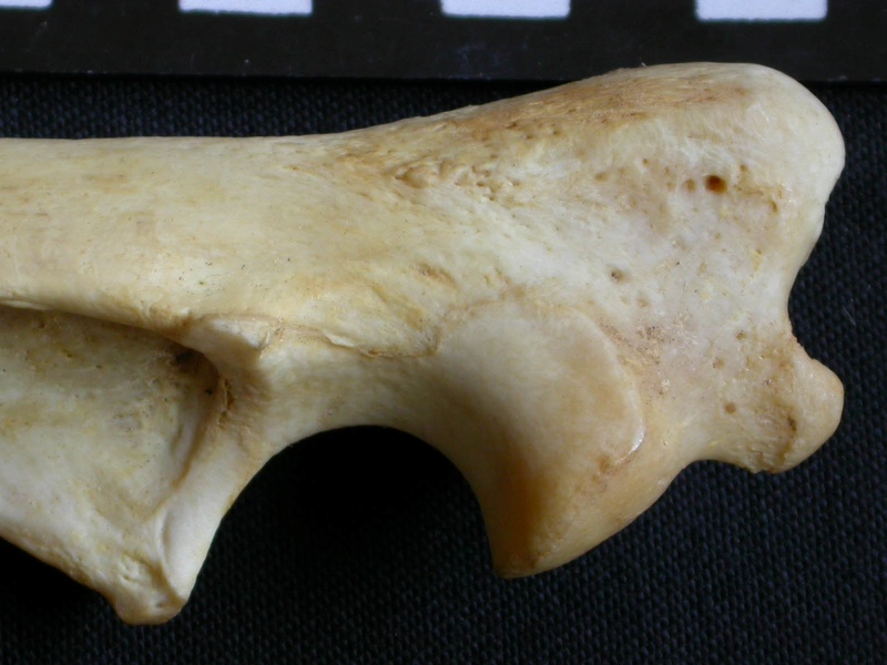 Ulna : partie proximale (10407 visites) Crocuta crocuta - Adulte - Élément droitCollection : Département d'Ostéologie du Musée National... Ulna : partie proximale