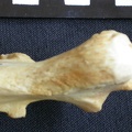 Ulna : partie proximale (10854 visites) Crocuta crocuta - Adulte - Élément droitCollection : Département d'Ostéologie du Musée National... Ulna : partie proximale