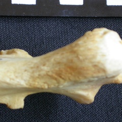 Ulna: proximale part (10914 visits) Crocuta crocuta - Adult - Right elementCollection: Department d'Osteology of National Museum of Keny... Ulna: proximale part