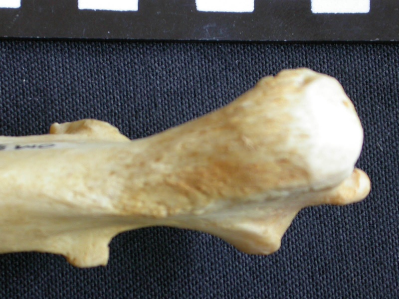 Ulna : partie proximale (10756 visites) Crocuta crocuta - Adulte - Élément droitCollection : Département d'Ostéologie du Musée National... Ulna : partie proximale